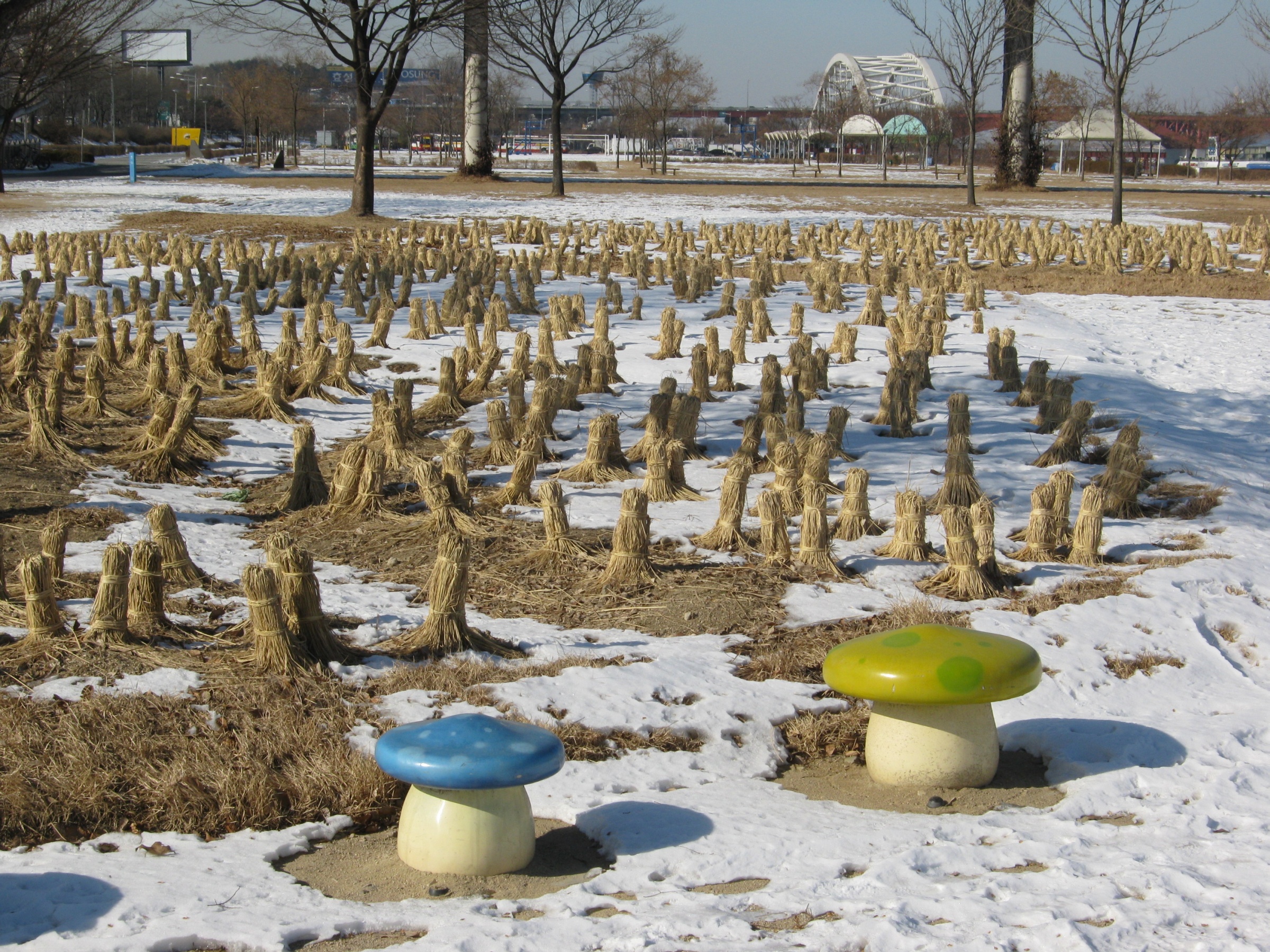 Han River Park: What Locals Do There vs. What Tourists Do